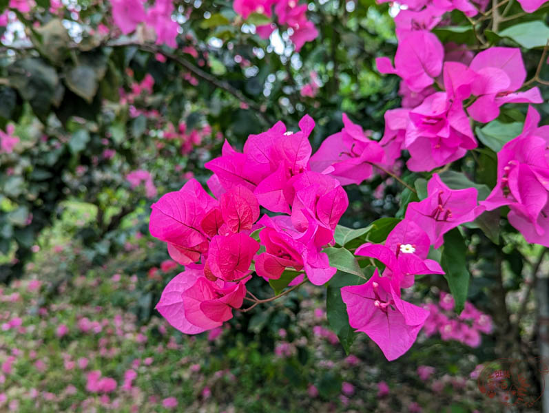 花蓮雲山水夢幻湖