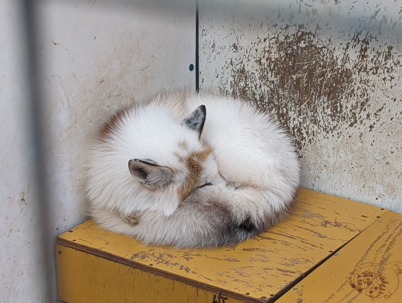 宮城藏王狐狸村