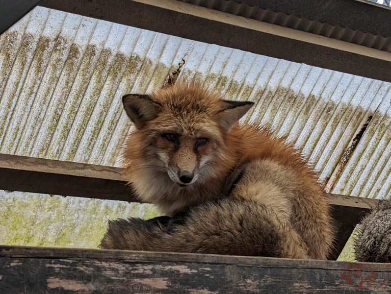 宮城藏王狐狸村