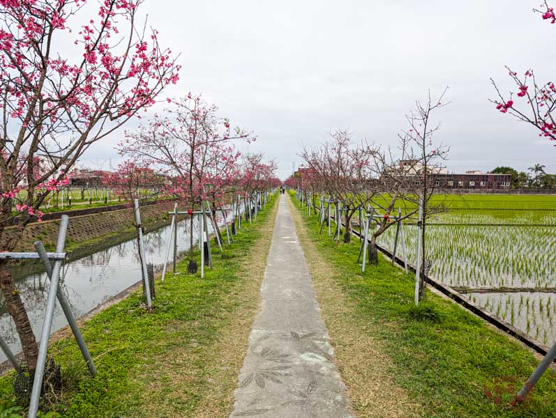 羅莊櫻花步道