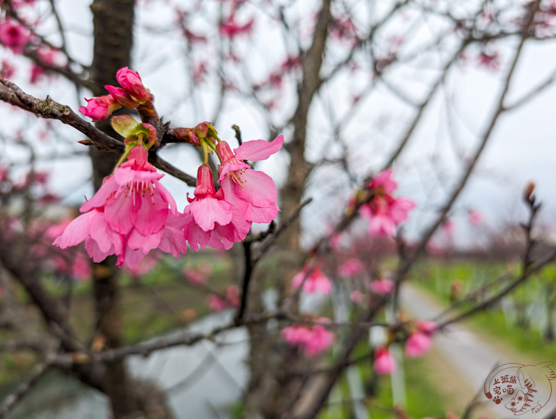 羅莊櫻花步道