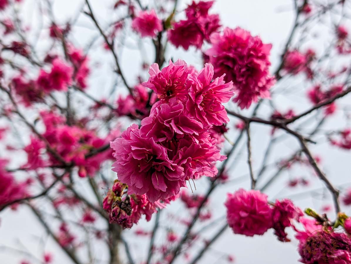 羅莊櫻花步道