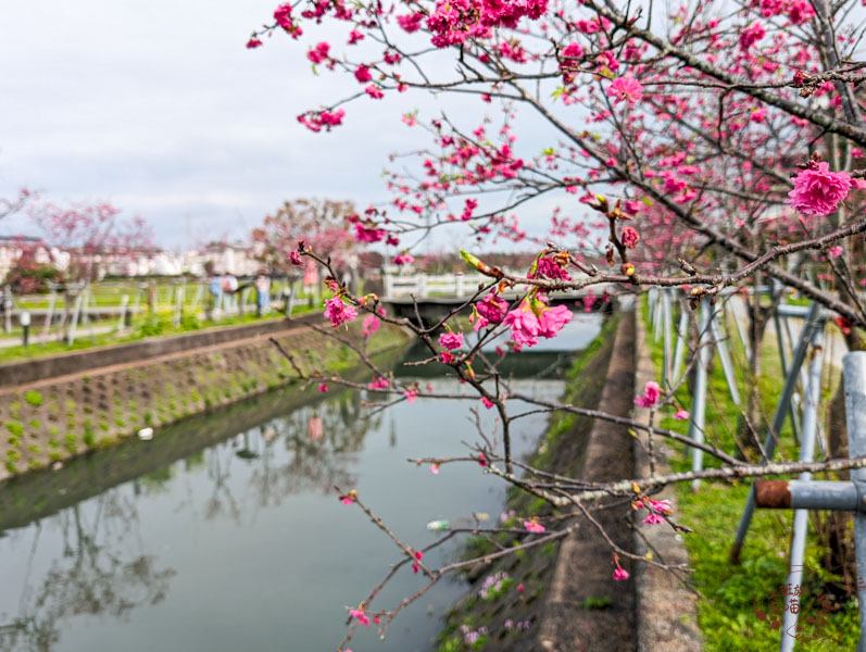 羅莊櫻花步道