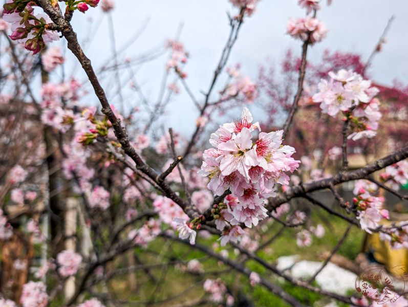 羅莊櫻花步道