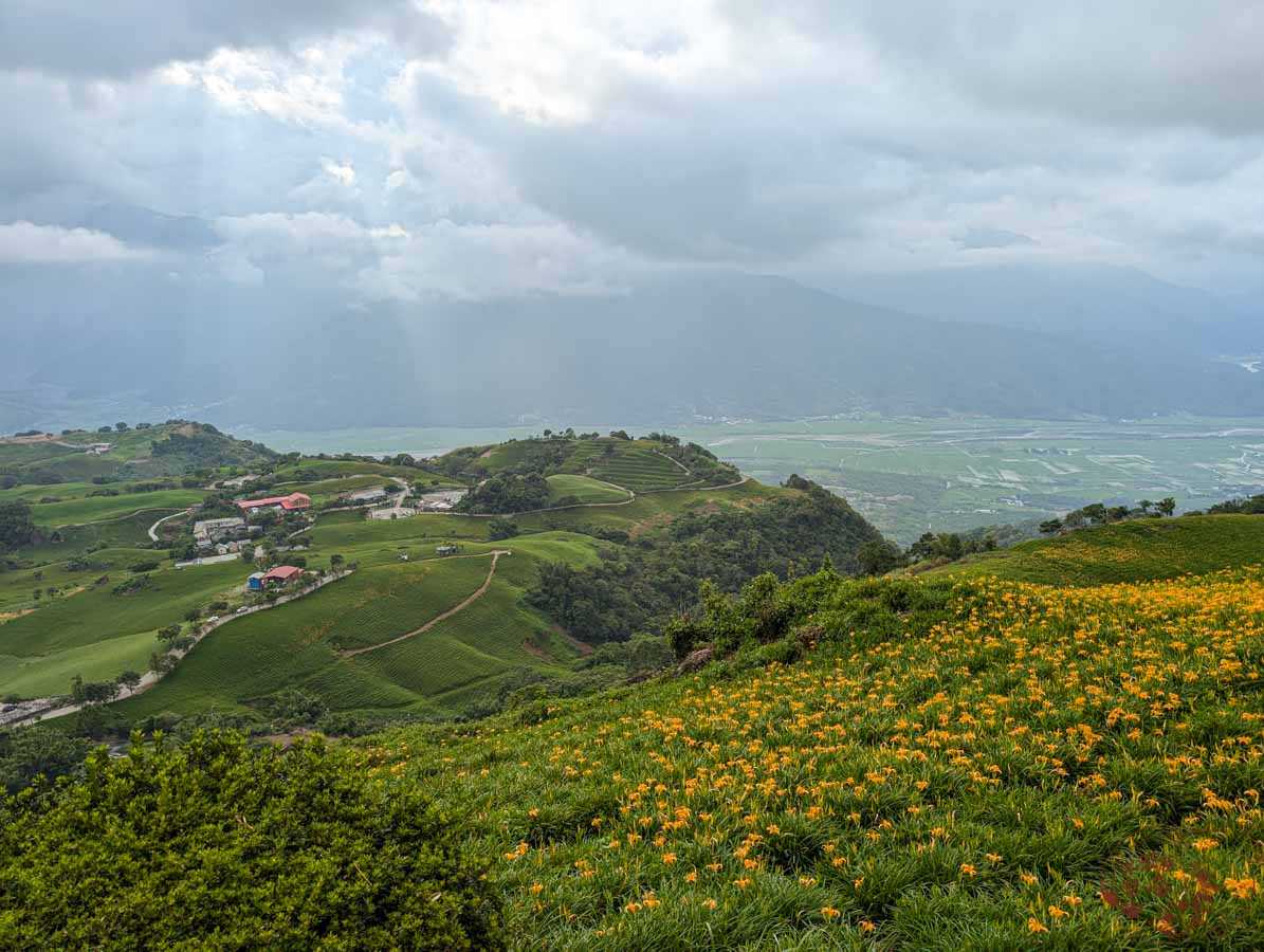 【花蓮富里】六十石山｜滿山遍野金針花海，8月下旬至九月最值一看