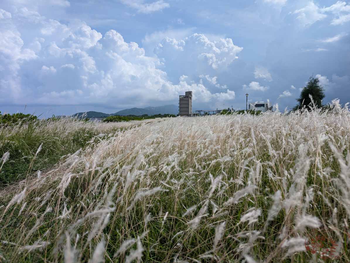 【花蓮吉安景點】芒草盛開的「化仁海堤」，海景及花景一次入手