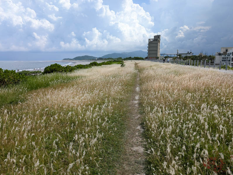 【花蓮吉安景點】芒草盛開的「化仁海堤」，海景及花景一次入手