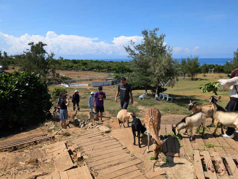 【綠島景點】綠島梅花鹿生態園區｜老少咸宜能親近動物的綠島景點