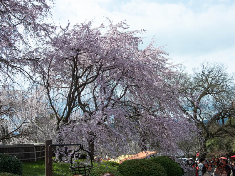 日本旅遊|京都春日秘境:八坂神社與円山公園的櫻花盛宴 8 日本旅遊|京都春日秘境:八坂神社與円山公園的櫻花盛宴