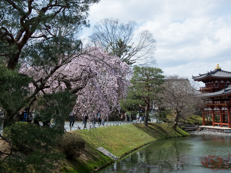 【日本】宇治平等院旅遊全攻略：交通、歷史與必拍美景，鳳凰堂千年佛像不可錯過