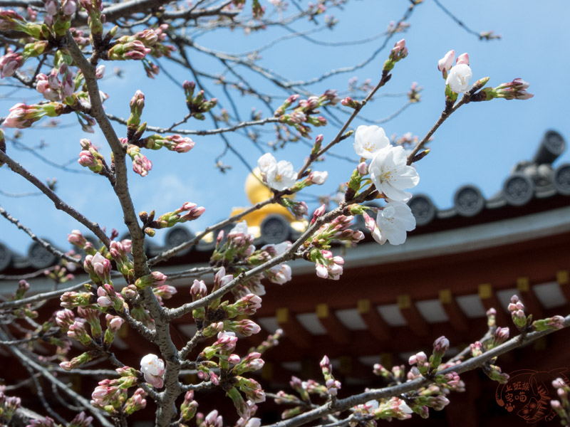 【日本】宇治平等院旅遊全攻略：交通、歷史與必拍美景，鳳凰堂千年佛像不可錯過