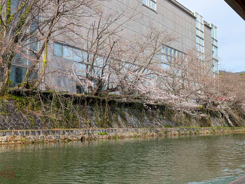 【京都賞櫻】岡崎疏水十石舟攻略：沒櫻花也值得搭嗎？線上預約與搶票心得