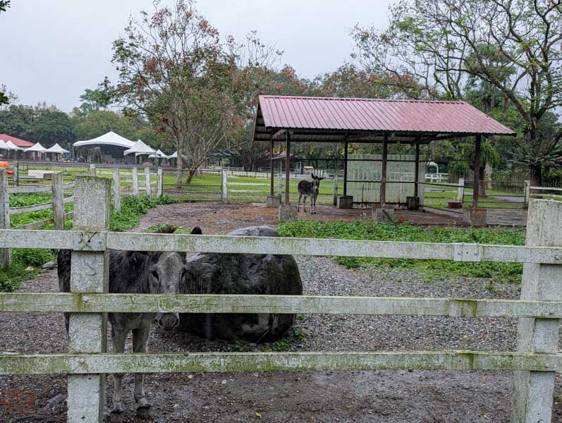 【花蓮景點】新光兆豐休閒農場好玩嗎？門票、交通、必逛區域總整理！來看樹懶、狐獴、乳牛等動物