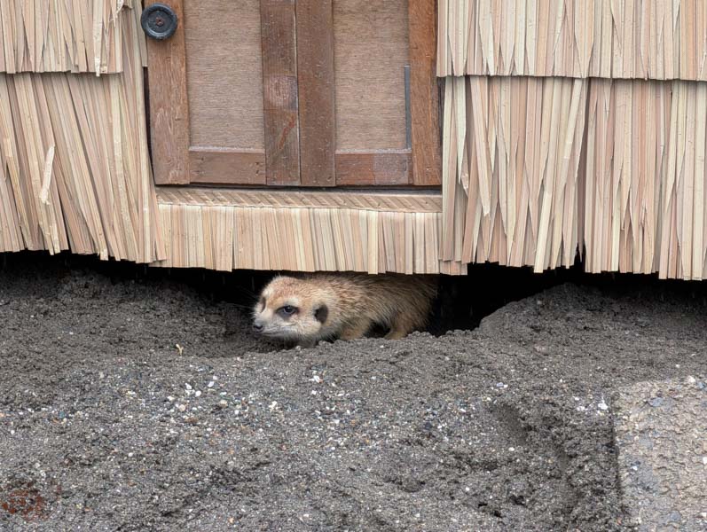 【花蓮景點】新光兆豐休閒農場好玩嗎？門票、交通、必逛區域總整理！來看樹懶、狐獴、乳牛等動物
