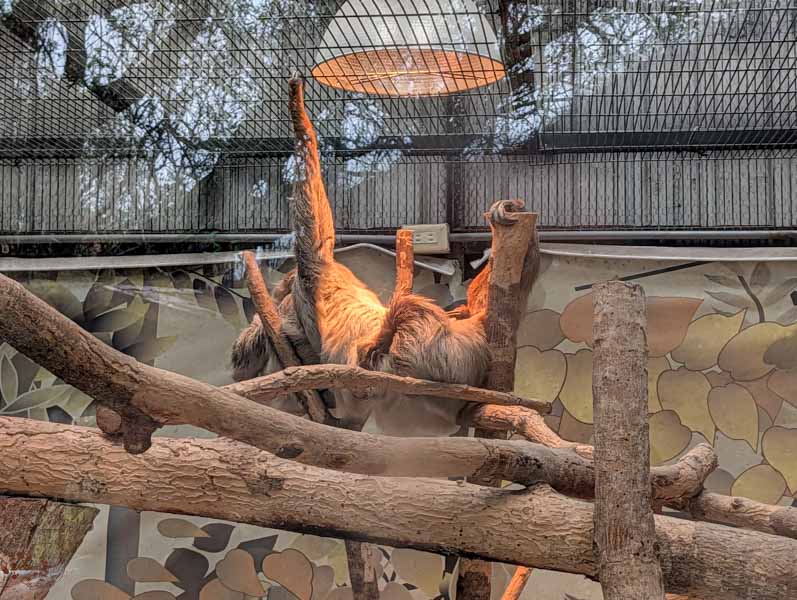 【花蓮景點】新光兆豐休閒農場好玩嗎？門票、交通、必逛區域總整理！來看樹懶、狐獴、乳牛等動物