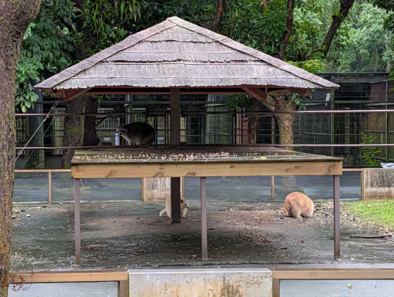 【花蓮景點】新光兆豐休閒農場好玩嗎？門票、交通、必逛區域總整理！來看樹懶、狐獴、乳牛等動物