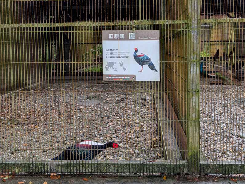 【花蓮景點】新光兆豐休閒農場好玩嗎？門票、交通、必逛區域總整理！來看樹懶、狐獴、乳牛等動物