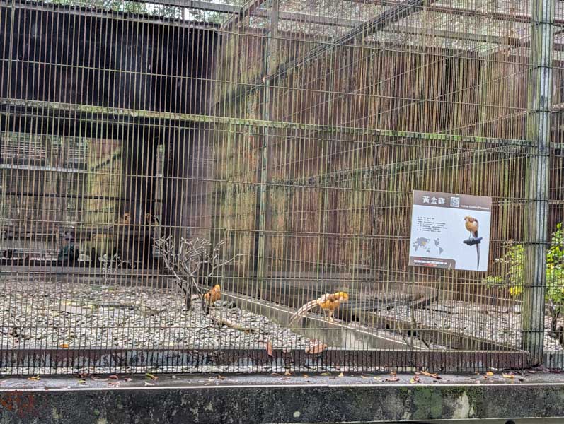 【花蓮景點】新光兆豐休閒農場好玩嗎？門票、交通、必逛區域總整理！來看樹懶、狐獴、乳牛等動物