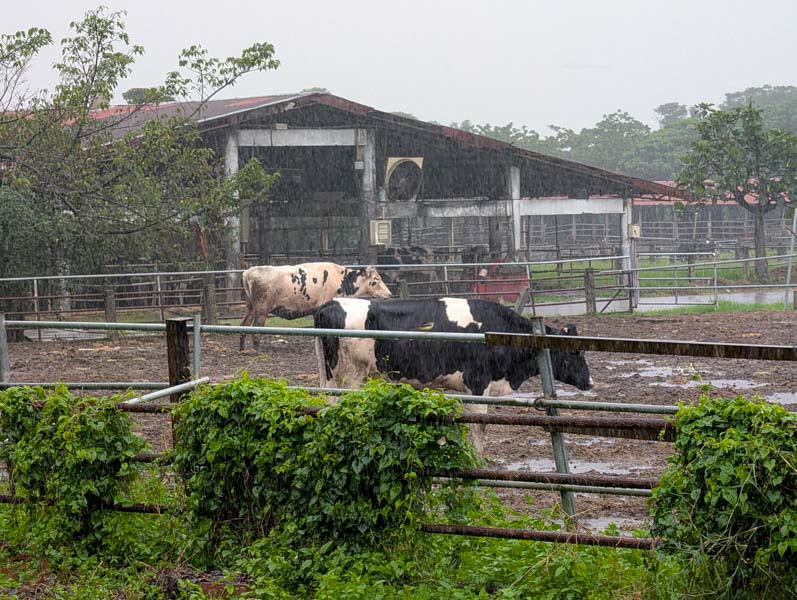 【花蓮景點】新光兆豐休閒農場好玩嗎？門票、交通、必逛區域總整理！來看樹懶、狐獴、乳牛等動物