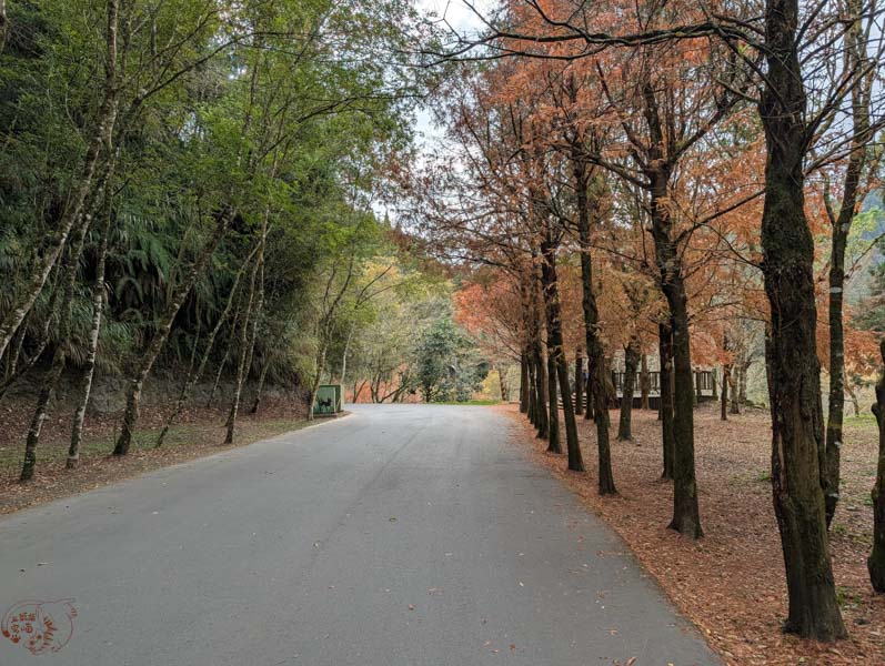 【南投景點】杉林溪冬季旅遊攻略|冬季繁多葉牡丹盛開中,探訪松瀧岩瀑布與森林之美 4 【南投景點】杉林溪冬季旅遊攻略|冬季繁多葉牡丹盛開中,探訪松瀧岩瀑布與森林之美