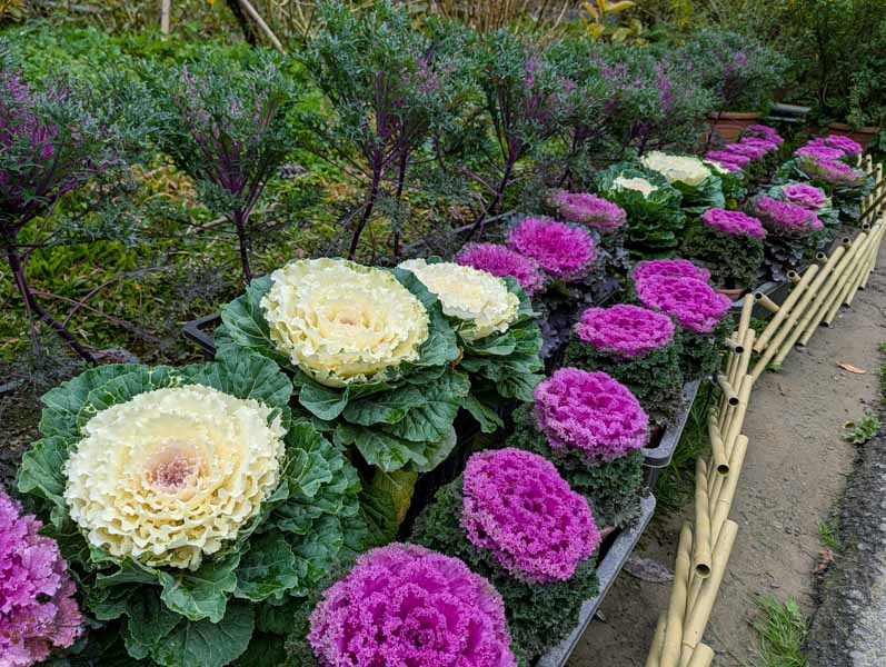 【南投景點】杉林溪冬季旅遊攻略|冬季繁多葉牡丹盛開中,探訪松瀧岩瀑布與森林之美 8 杉林溪的葉牡丹