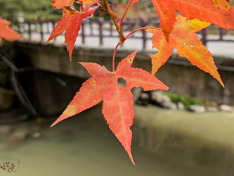 【南投景點】杉林溪冬季旅遊攻略|冬季繁多葉牡丹盛開中,探訪松瀧岩瀑布與森林之美 1 杉林溪 楓葉