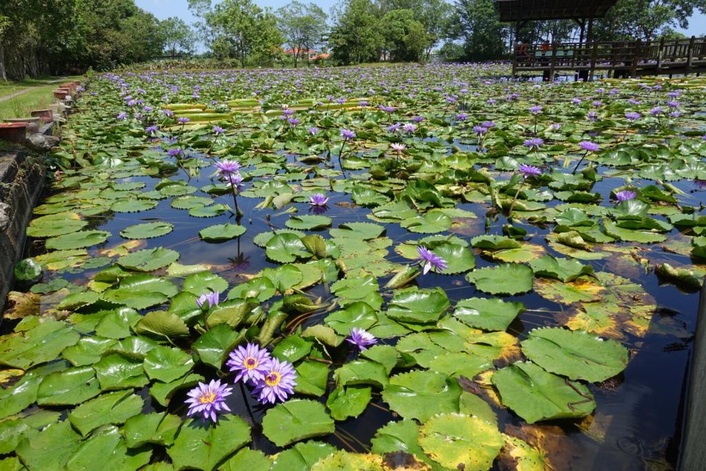 蓮花池