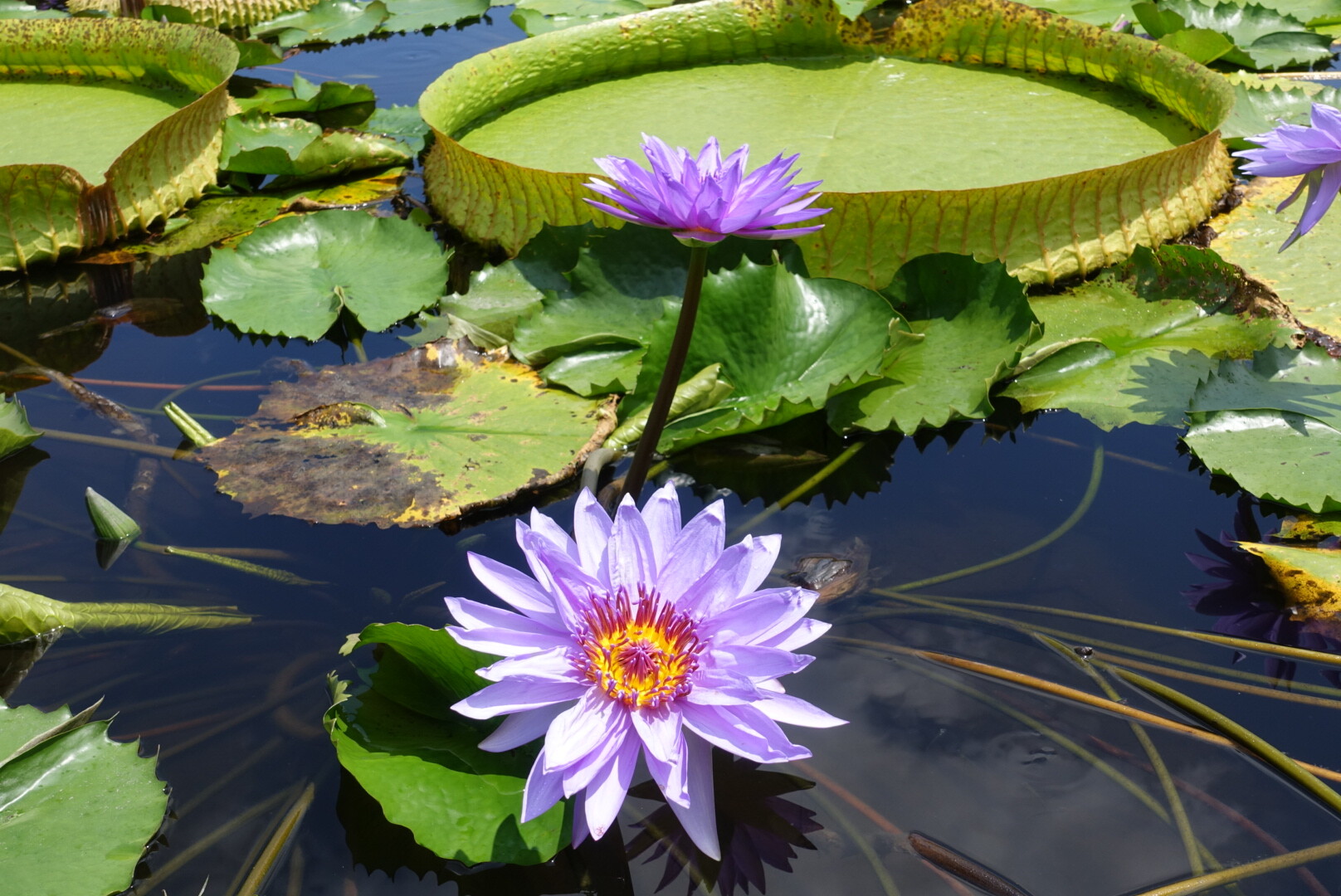 【花蓮吉安】蓮城蓮花園｜免費蓮花茶暢飲，滿池盛開的嬌豔荷花