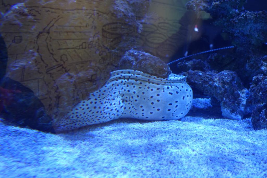 【宜蘭礁溪】金車生技水產養殖研發中心|餵食鯊魚及欣賞水中朋友，親子同遊的免費景點