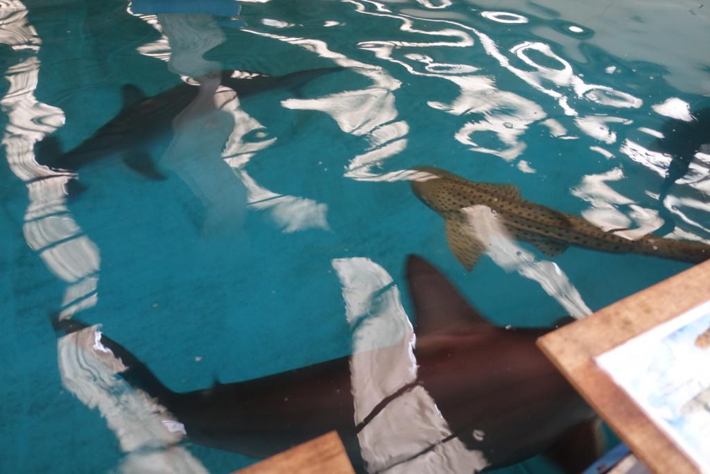 【宜蘭礁溪】金車生技水產養殖研發中心|餵食鯊魚及欣賞水中朋友，親子同遊的免費景點