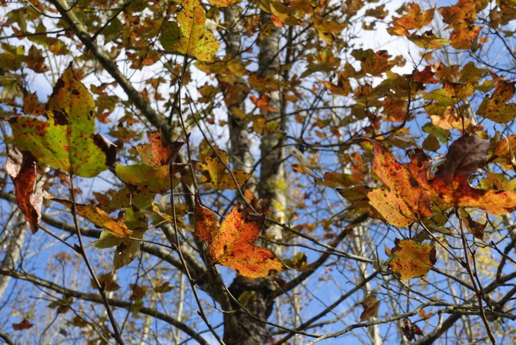 【花蓮光復】大農大富平地森林｜賞楓祕境紅葉紛飛，景色宜人秋意正濃｜免費景點