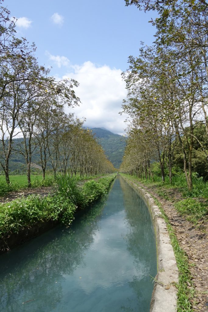 黃花風林木