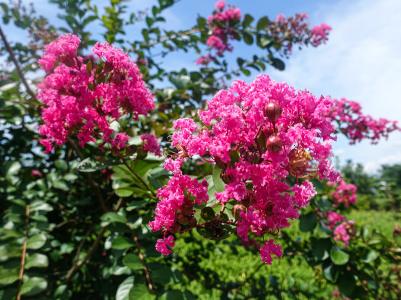 嘉德花田