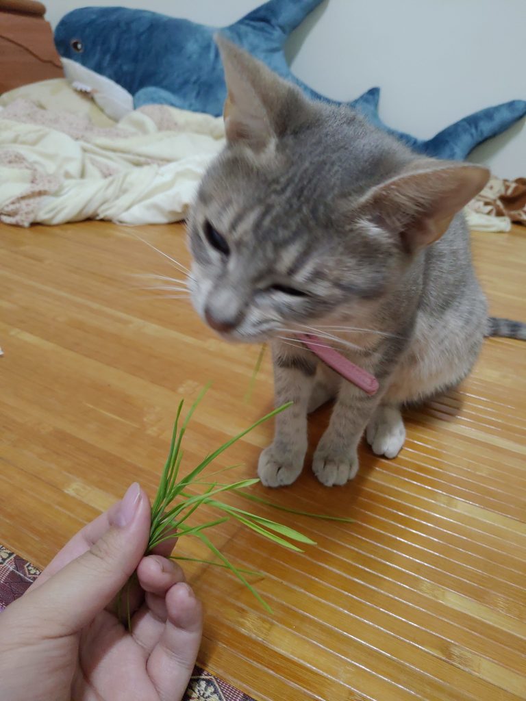 【貓咪相關】貓草培育｜超簡單跟豆芽菜一樣好養