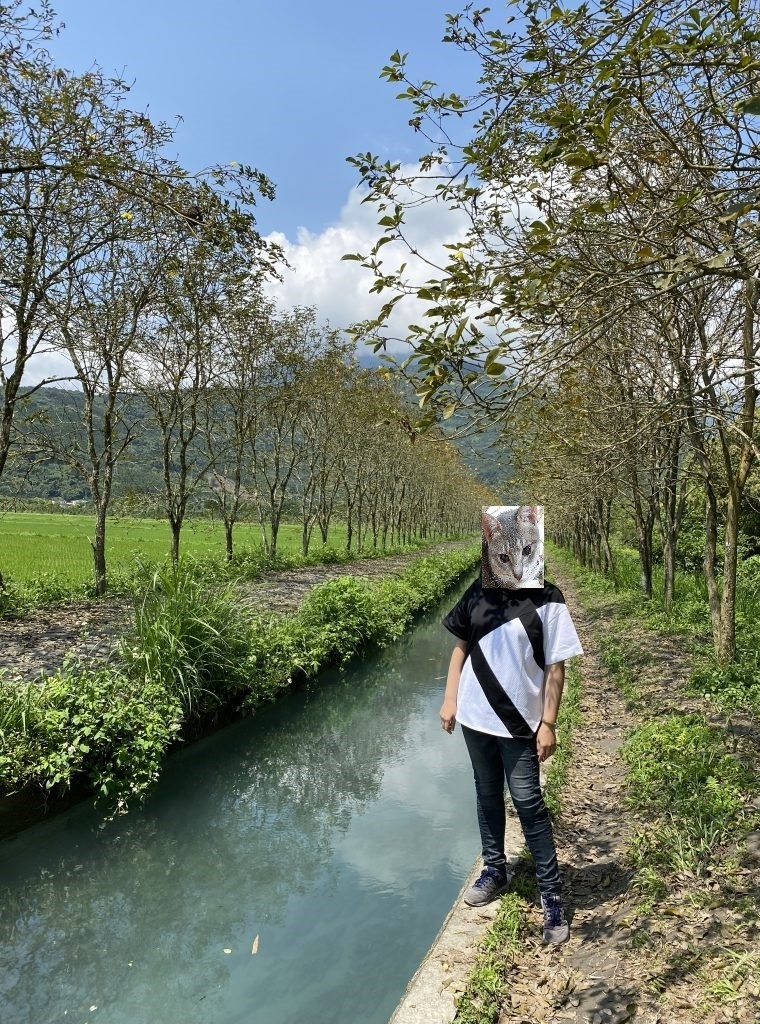 【花蓮光復景點】興泉圳黃花風鈴木｜每年三月的綺麗光景，黃花遍佈水岸兩側