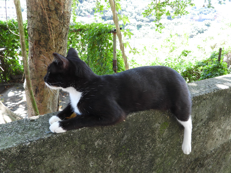 【新北瑞芳】猴硐貓村半日遊｜愛貓者天堂，吸貓吸到飽｜礦村遊覽