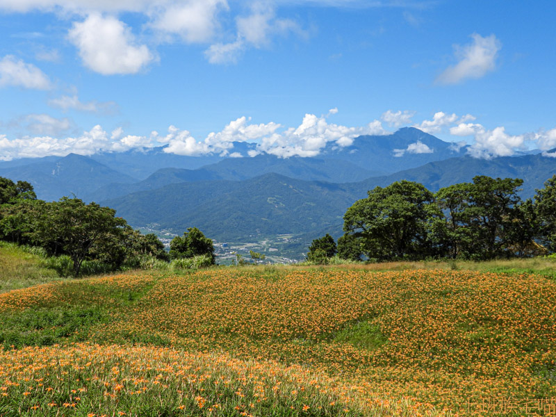 【花蓮玉里】赤科山一日遊｜一覽金黃璀璨金針花海，七大必訪美景大公開