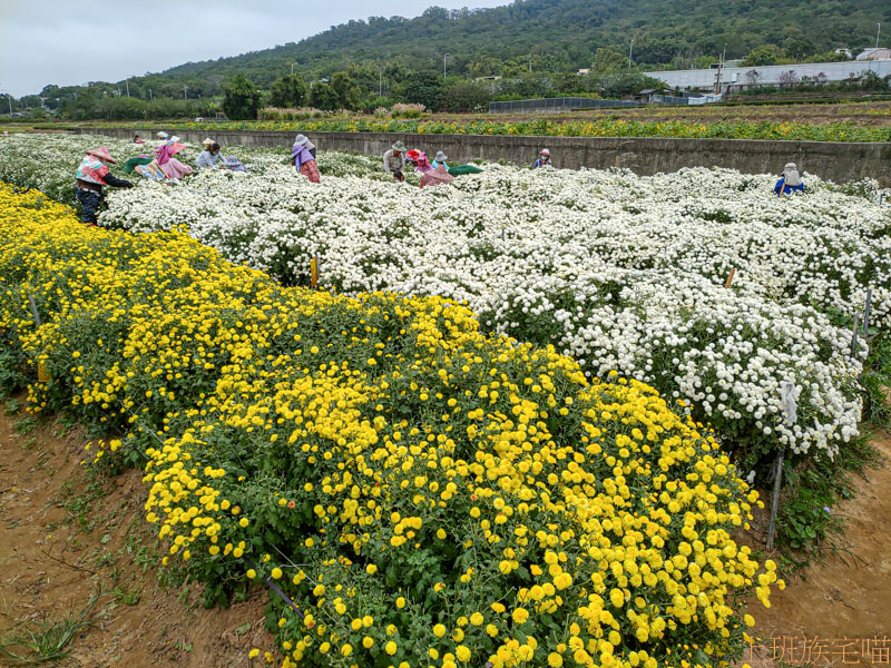 【苗栗銅鑼】杭菊花海｜銅鑼杭菊每年11月美艷盛開，黃白相間的菊色海洋