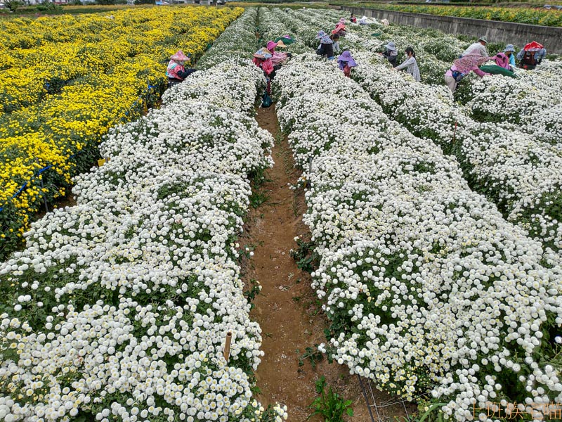 銅鑼花季