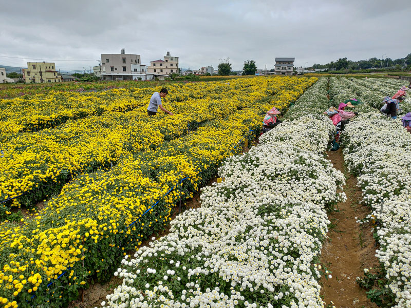 【苗栗銅鑼】杭菊花海｜每年11月美艷盛開，黃白相間的菊色海洋