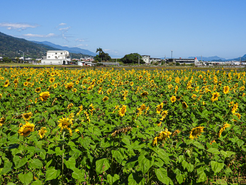 【花蓮玉里】2021客城稻草藝術季｜客城鐵橋旁超卡哇伊稻草熊，親子同遊一賞向日葵花海｜玉里最新爆紅景點｜年節景點