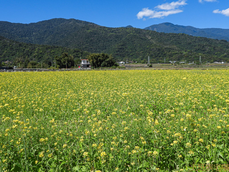 【花蓮玉里】2021客城稻草藝術季｜客城鐵橋旁超卡哇伊稻草熊，親子同遊一賞向日葵花海｜玉里最新爆紅景點｜年節景點