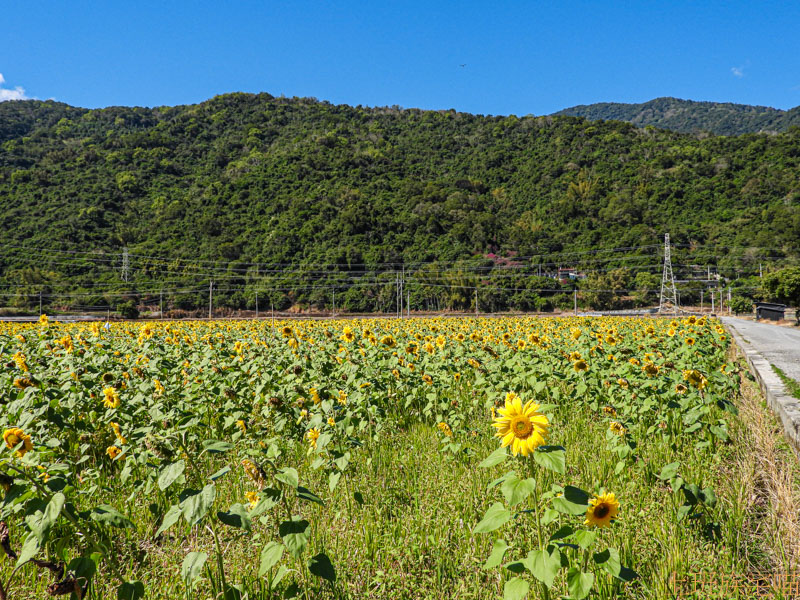 【花蓮玉里】2021客城稻草藝術季｜客城鐵橋旁超卡哇伊稻草熊，親子同遊一賞向日葵花海｜玉里最新爆紅景點｜年節景點