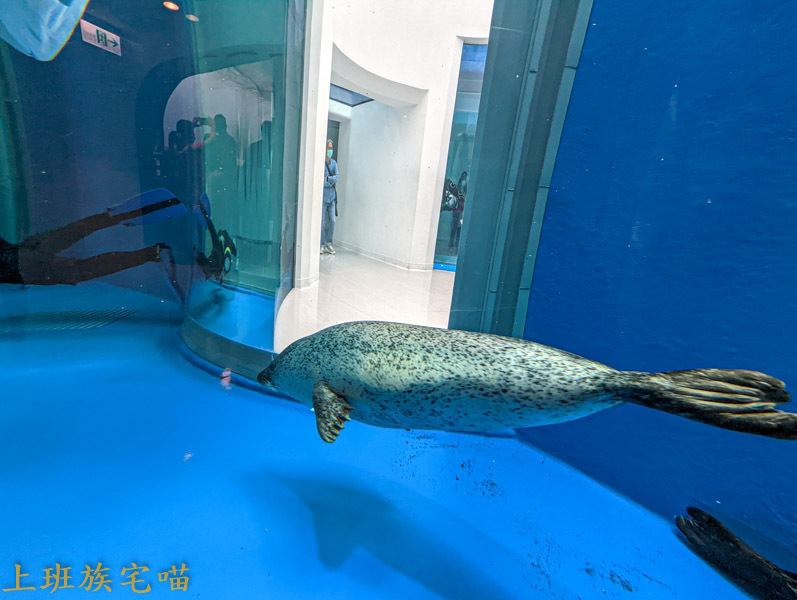 【桃園景點】Xpark水族館｜都市叢林中的美豔展館，企鵝、海豹、魚兒都盡情觀賞