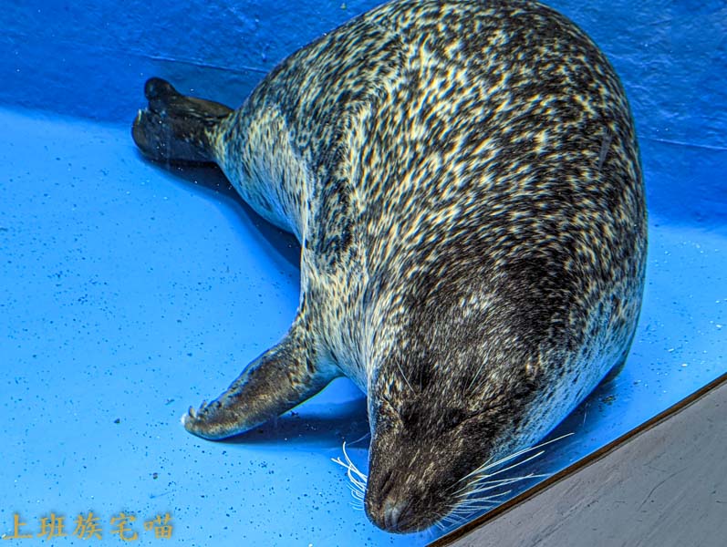 【桃園景點】Xpark水族館｜都市叢林中的美豔展館，企鵝、海豹、魚兒都盡情觀賞