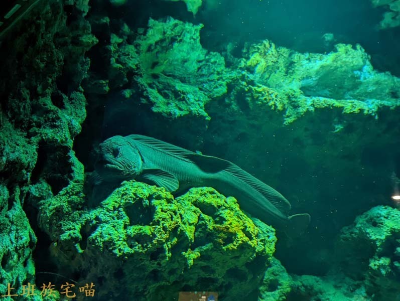 【桃園景點】Xpark水族館｜都市叢林中的美豔展館，企鵝、海豹、魚兒都盡情觀賞