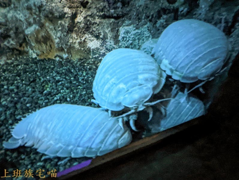 【桃園景點】Xpark水族館｜都市叢林中的美豔展館，企鵝、海豹、魚兒都盡情觀賞