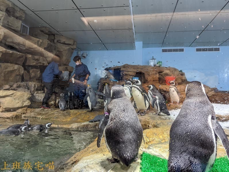 【桃園景點】Xpark水族館｜都市叢林中的美豔展館，企鵝、海豹、魚兒都盡情觀賞