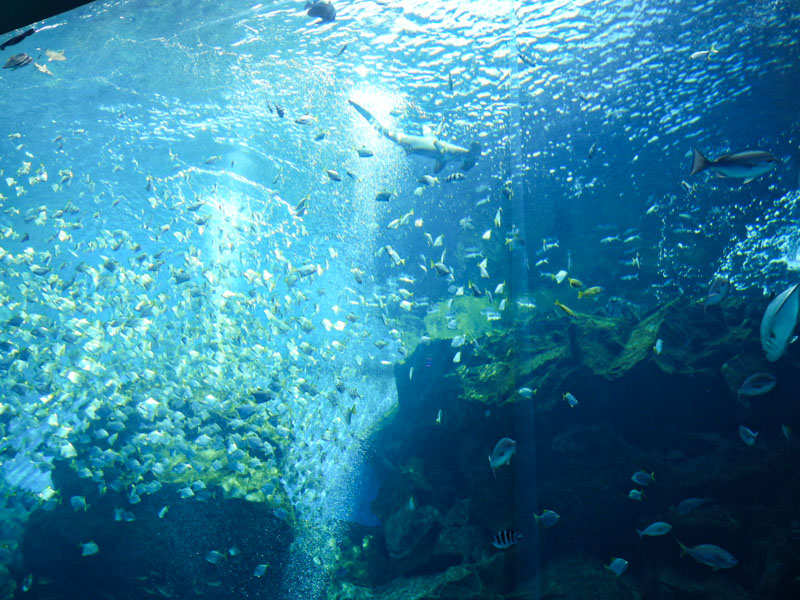 Xpark水族館