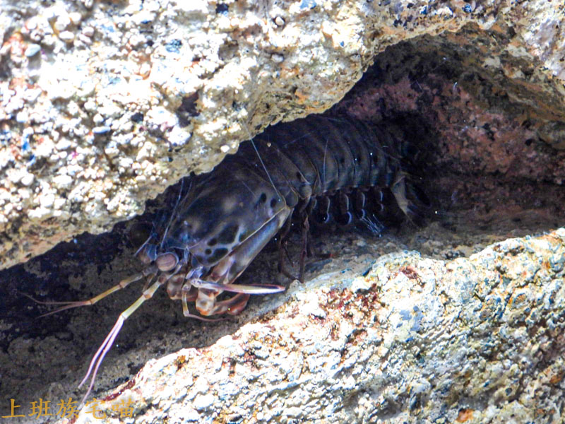 【桃園景點】Xpark水族館｜都市叢林中的美豔展館，企鵝、海豹、魚兒都盡情觀賞